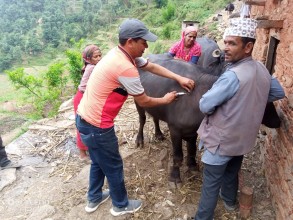 बैतडीका चार पालिकामा खोरेत रोगको प्रकोप, पशुहरुलाई खोप लगाइँदै 